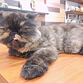 小春日和_170620_0019.jpg
