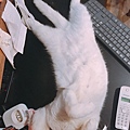 小春日和_170620_0036.jpg