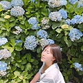 繡球花季_170624_0003.jpg