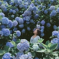 繡球花季_170624_0006.jpg