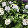 繡球花季_170624_0009.jpg