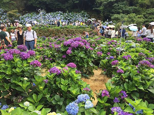 繡球花季_170624_0021.jpg