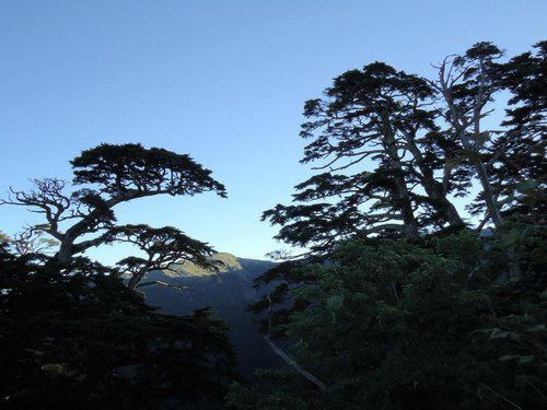 合歡山的黑松~ 20120702 合歡山的黑松~ 20120702