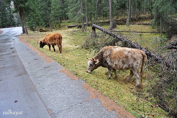 DSC_2231.jpg DSC_2231.jpg