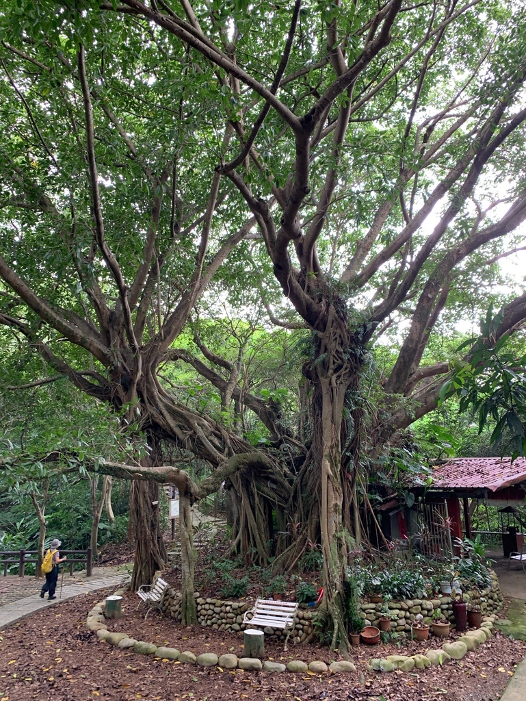 天上山系 圓通寺連峰步道