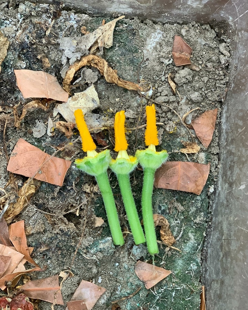 月老任務之辣手摧花