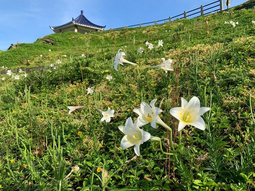 年度北海岸野百合花季