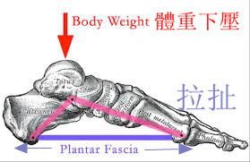 足底筋膜炎.後跟痛.足跟痛.腳底內側痛.腳後跟疼痛.早上起床痛.腳底筋膜炎.高雄鞋墊.量身訂製鞋墊.客製化鞋墊.足底筋膜炎鞋墊.足底筋膜炎治療.鞋墊推薦.足弓墊..足弓鞋墊.腳弓墊.矯正鞋墊.矯正墊.健康鞋 足底筋膜炎.後跟痛.足跟痛.腳底內側痛.腳後跟疼痛.早上起床痛.腳底筋膜炎.高雄鞋墊.量身訂製鞋墊.客製化鞋墊.足底筋膜炎鞋墊.足底筋膜炎治療.鞋墊推薦.足弓墊..足弓鞋墊.腳弓墊.矯正鞋墊.矯正墊.健康鞋