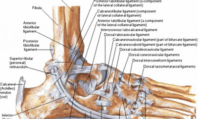 足踝解剖.jpg 足踝解剖.jpg