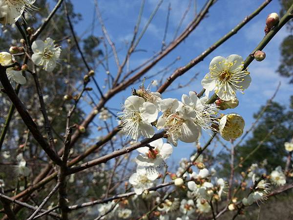 角板山梅花2014 249.jpg