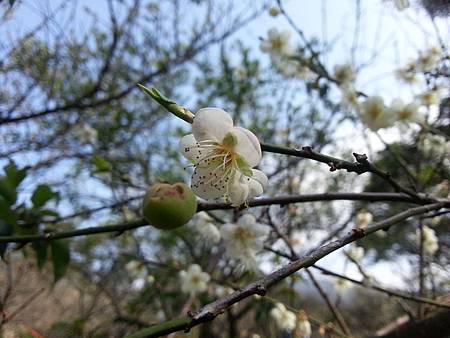 角板山梅花2014 265.jpg