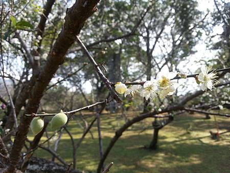 角板山梅花2014 273.jpg