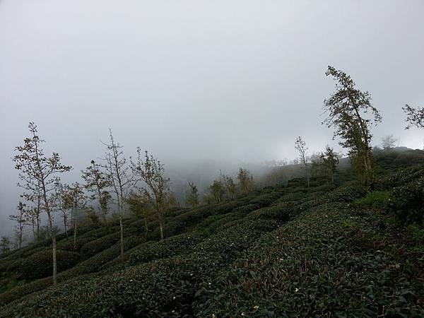 銀杏森林小半天石馬公園 135