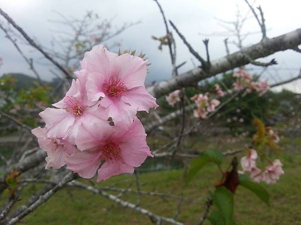 銀杏森林小半天石馬公園 249