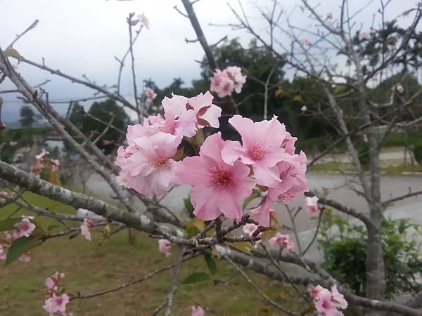 銀杏森林小半天石馬公園 255