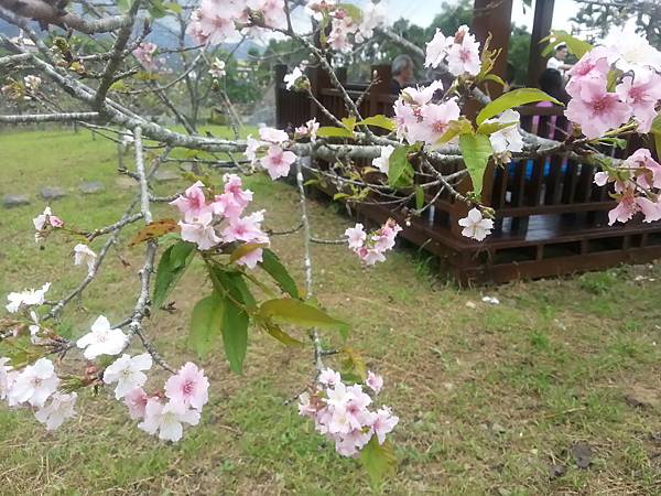 銀杏森林小半天石馬公園 261