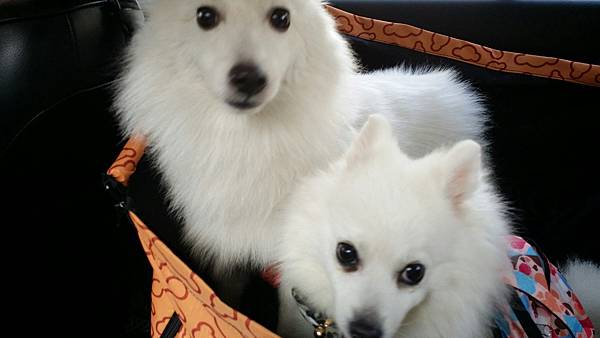 1051024 寵物展&大花朵朵_170204_0057.jpg 1051024 寵物展&大花朵朵_170204_0057.jpg