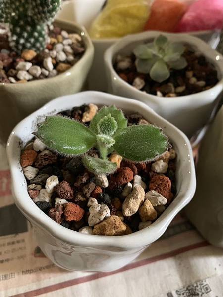 S__3358726.jpg S__3358726.jpg