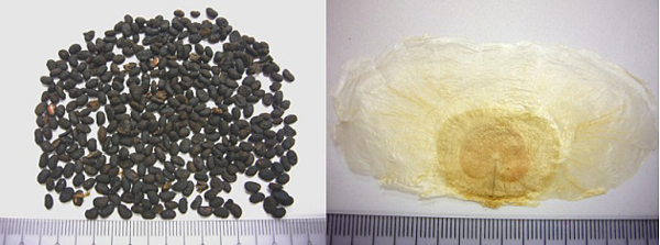 故纸.png 故纸.png