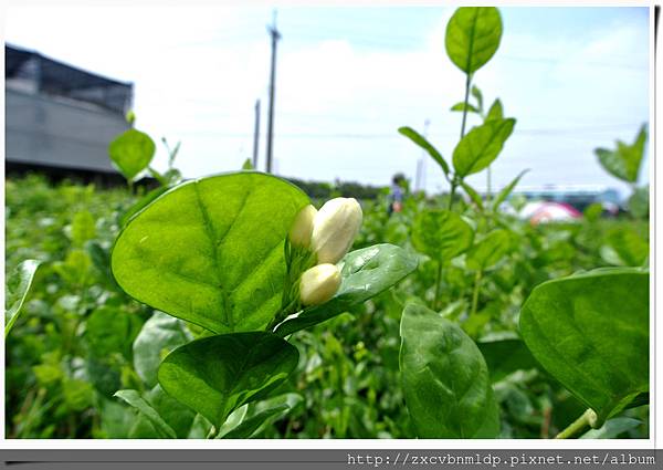 DSC_8409.jpg DSC_8409.jpg