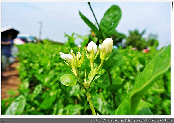 DSC_8411.jpg DSC_8411.jpg