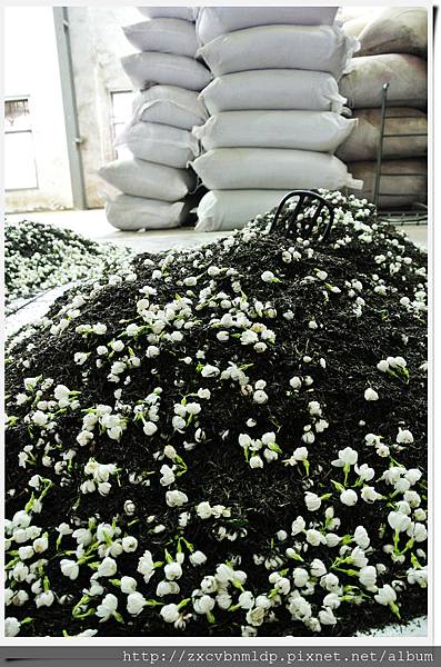 DSC_8432.jpg DSC_8432.jpg