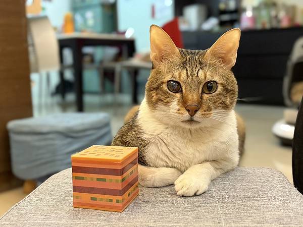 送別我家小貓：在陶花源寵物天堂的最後一程