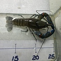 上缸YABBY7.JPG