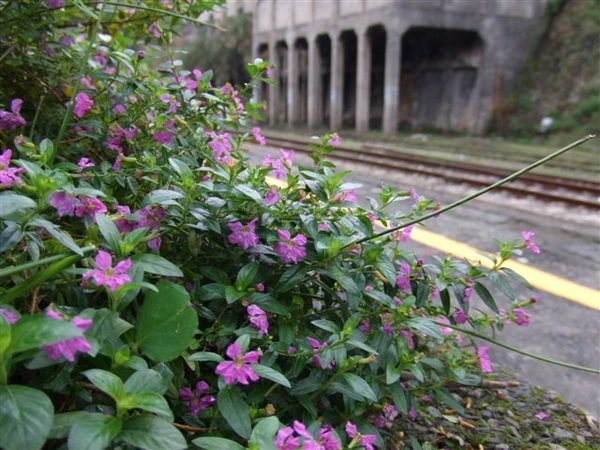 鐵路旁_菁桐站