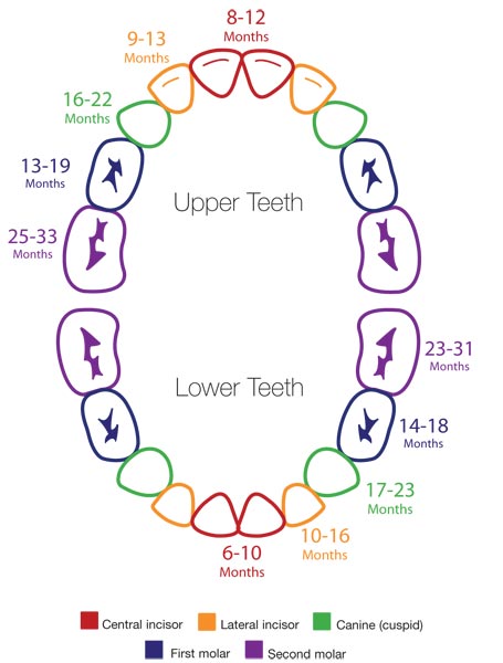 teethchart