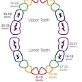 teethchart