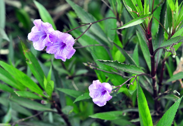 花