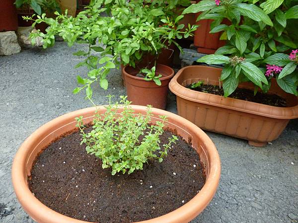 好種又好玩的香草植物 百里香thymus Vulgaris Jeff Garden 花草遊戲 旅行遊記 痞客邦 好種又好玩的香草植物 百里香thymus Vulgaris Jeff Garden 花草遊戲 旅行遊記 痞客邦