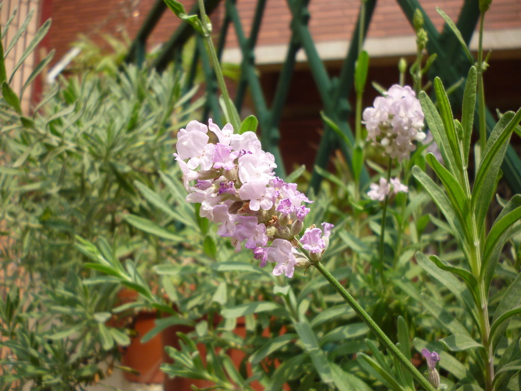 薰衣草 優雅-粉色狹葉薰衣草Lavandula Ellagance Pink