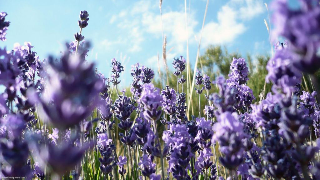 lavender wallpaper.jpg