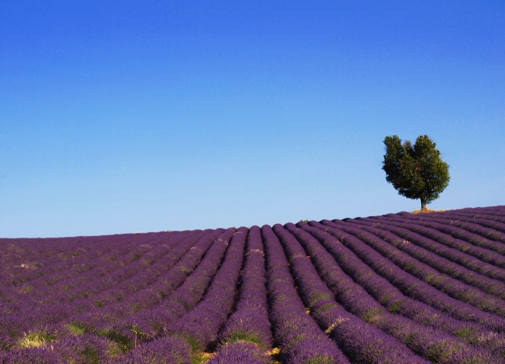 Provenza%20lavanda%204.jpg