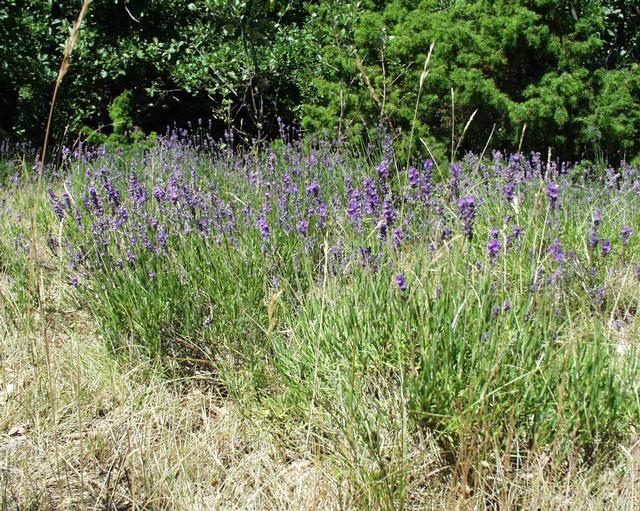 Lavandula_officinalis_______08_07_2001_2.JPG