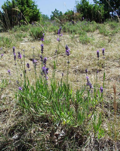 Lavandula_officinalis_______08_07_2001_4.JPG