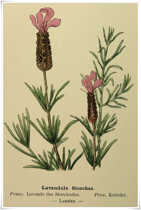 Lavandula stoechas.jpg