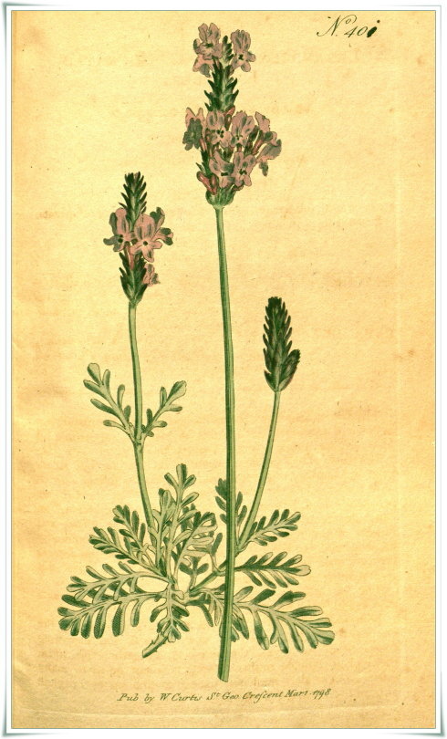 Lavendula pinnata.jpg