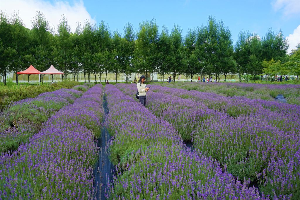 21拍攝植物：薰衣草　拍攝地點：梅峰農場＿平臺　拍攝日期：2018_07_31