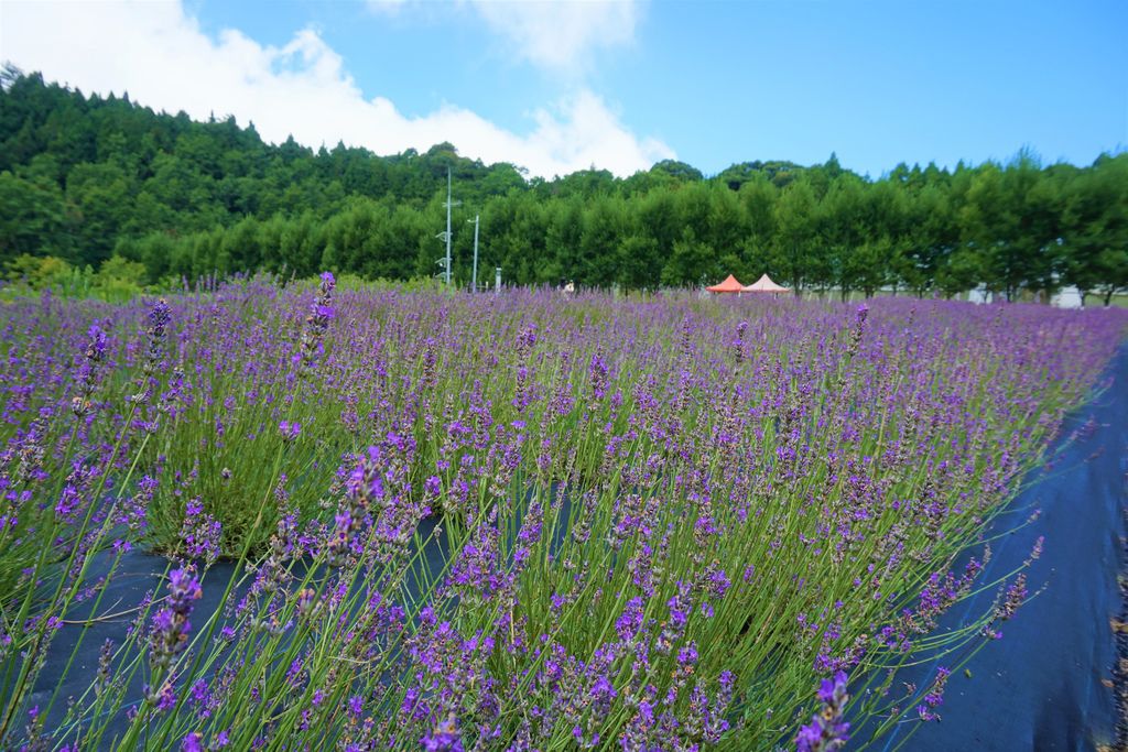 27拍攝植物：薰衣草　拍攝地點：梅峰農場＿平臺　拍攝日期：2018_07_31