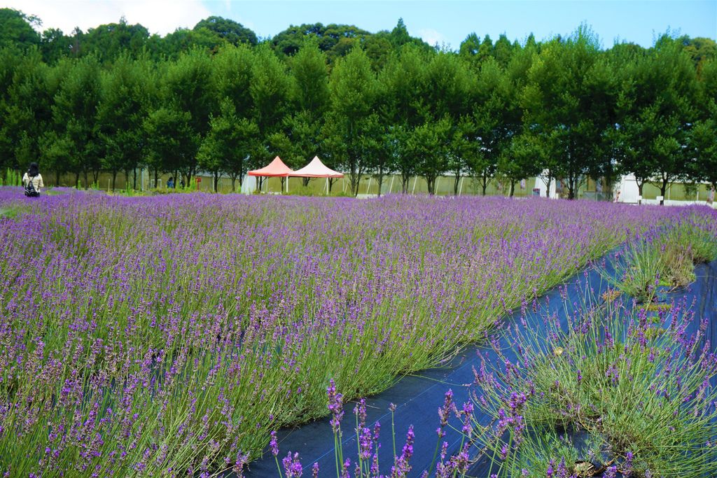 29拍攝植物：薰衣草　拍攝地點：梅峰農場＿平臺　拍攝日期：2018_07_31