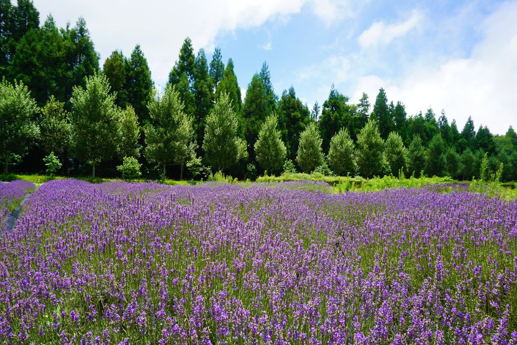 拍攝植物：薰衣草　拍攝地點：梅峰農場＿平臺　拍攝日期：2018_07_31