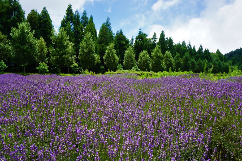 拍攝植物：薰衣草　拍攝地點：梅峰農場＿平臺　拍攝日期：2018_07_31