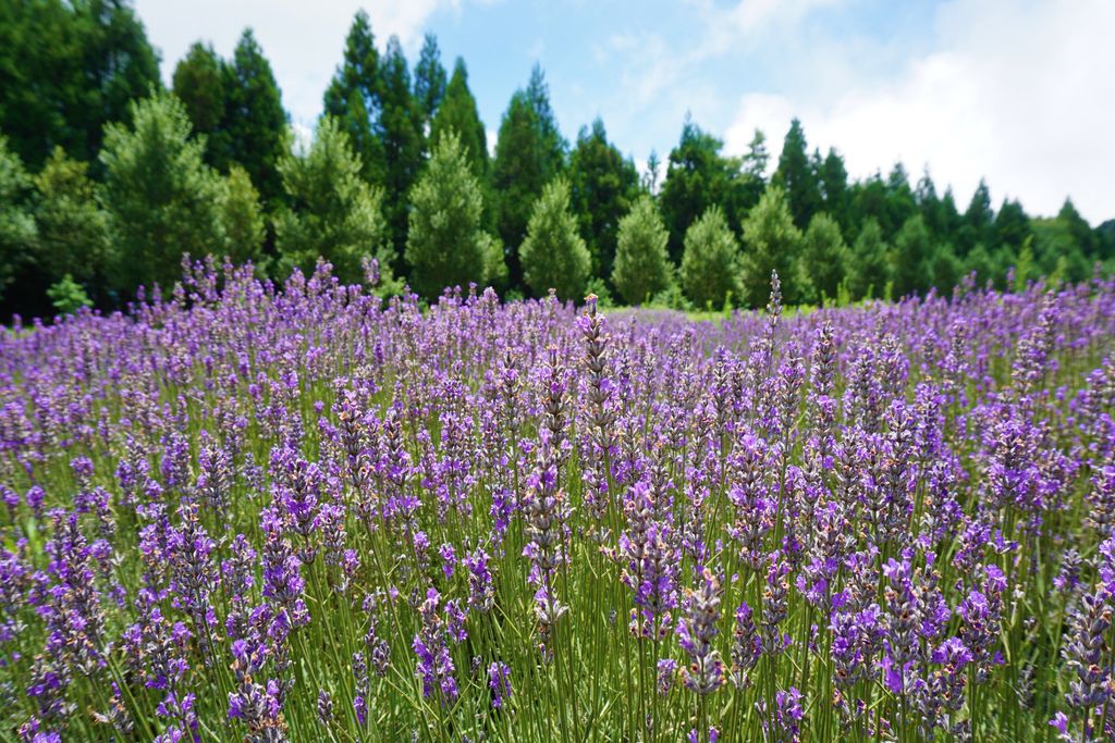 拍攝植物：薰衣草　拍攝地點：梅峰農場＿平臺　拍攝日期：2018_07_31