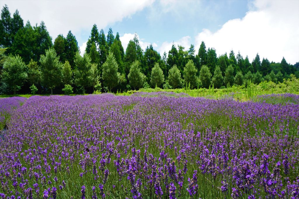 拍攝植物：薰衣草　拍攝地點：梅峰農場＿平臺　拍攝日期：2018_07_31