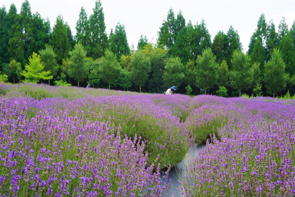 55拍攝植物：薰衣草　拍攝地點：梅峰農場＿平臺　拍攝日期：2018_07_31