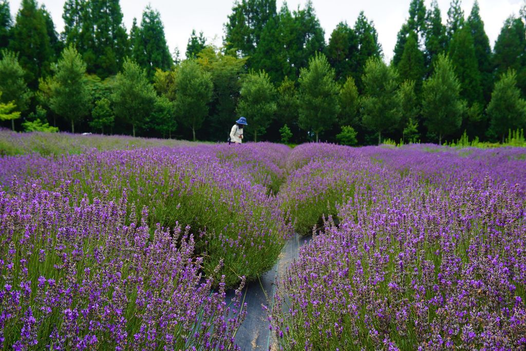 60拍攝植物：薰衣草　拍攝地點：梅峰農場＿平臺　拍攝日期：2018_07_31