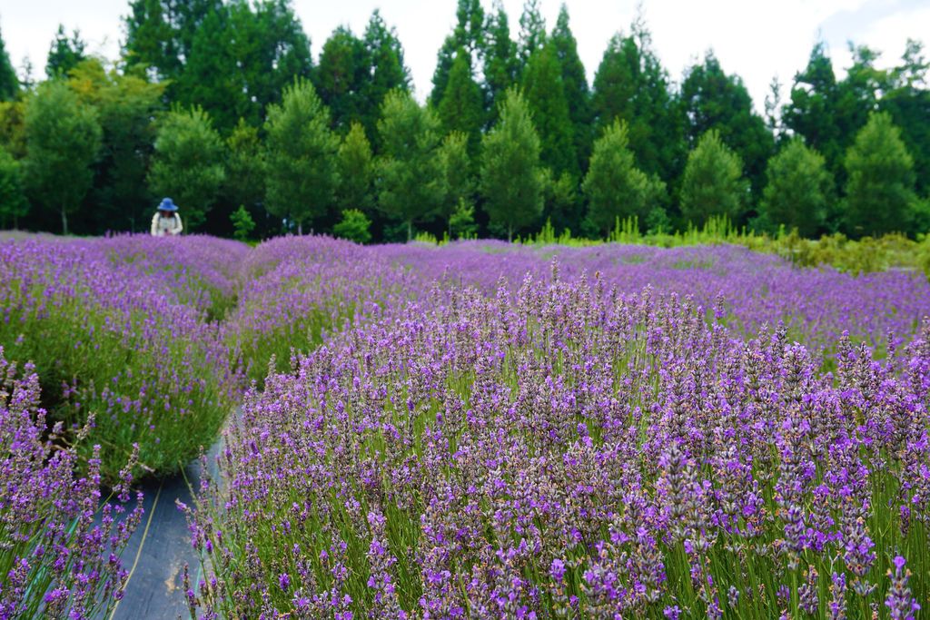 58拍攝植物：薰衣草　拍攝地點：梅峰農場＿平臺　拍攝日期：2018_07_31